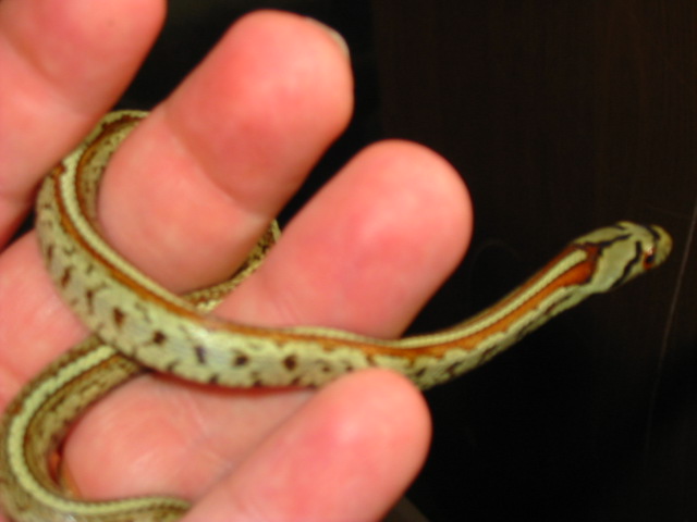 Leopard Rat