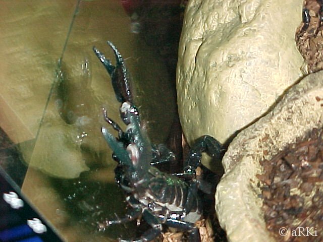 Cleopatra attacks her own reflection