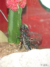 Cleopatra climbing a cactus