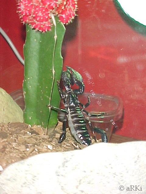 Cleopatra climbing a cactus
