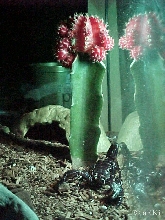 Cleopatra foraging by the cactus