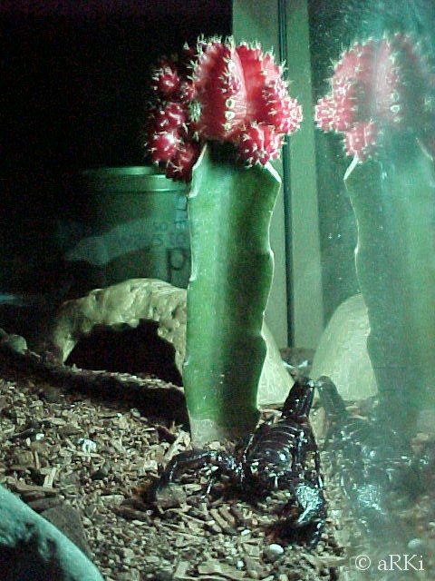 Cleopatra foraging by the cactus