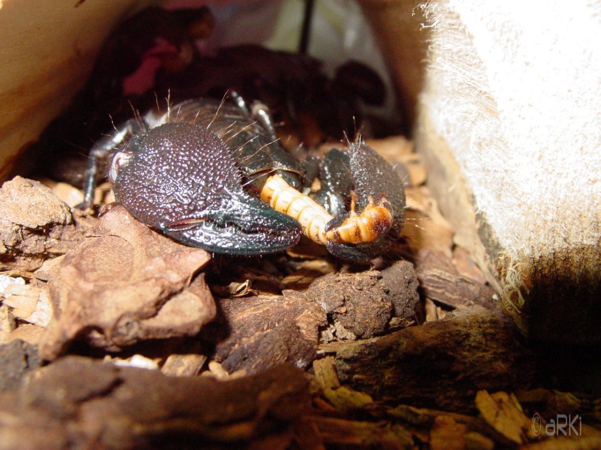 Emperor Scorpion (Pandinus Imperator) munching on a super meal worm