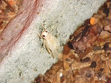 What Is It???
