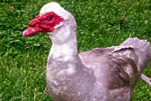 Muscovy Duck