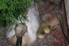 Duck with newly hatched offspring