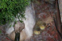 Duck with newly hatched offspring