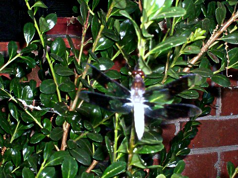 Dragonfly