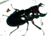 Stag Beetle
