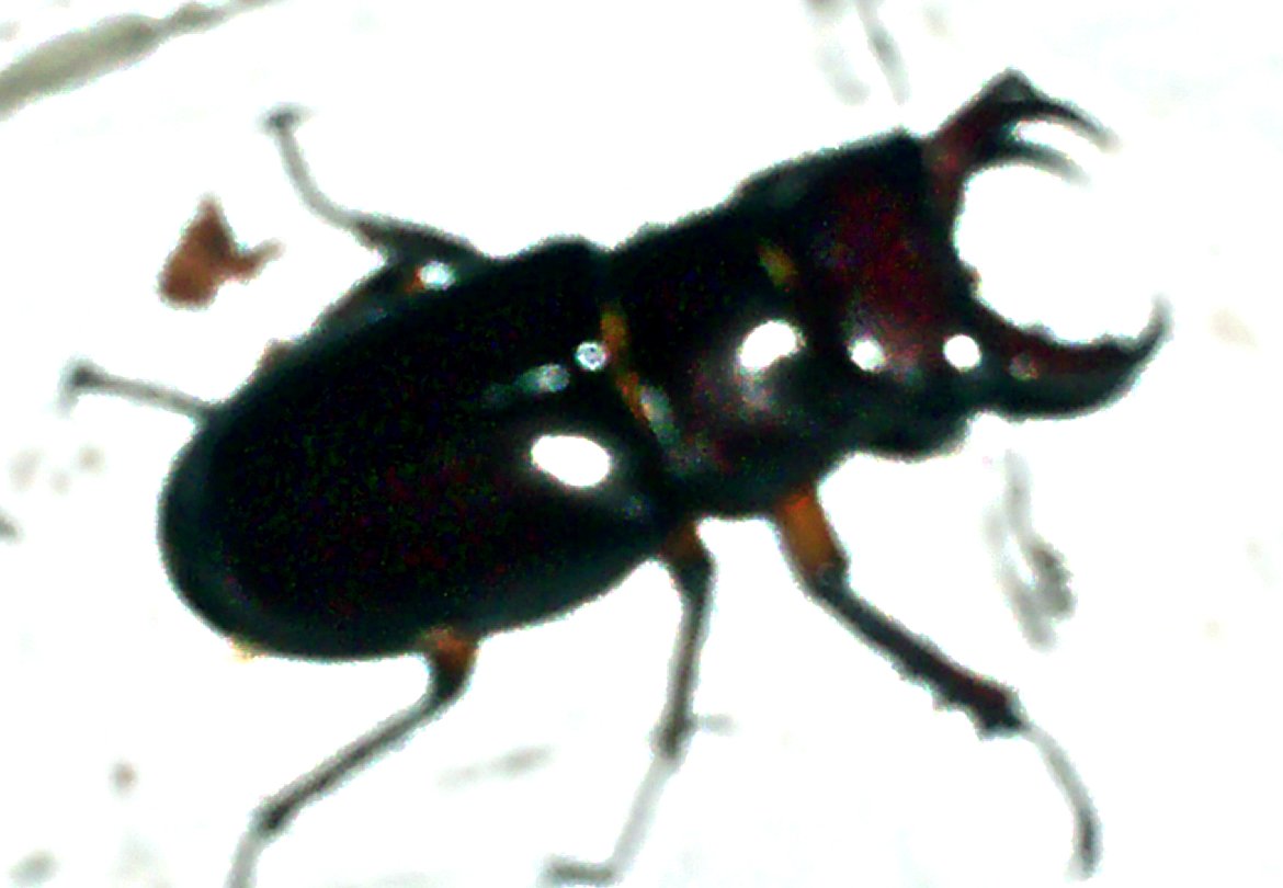 Stag Beetle