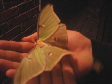 Luna Moth