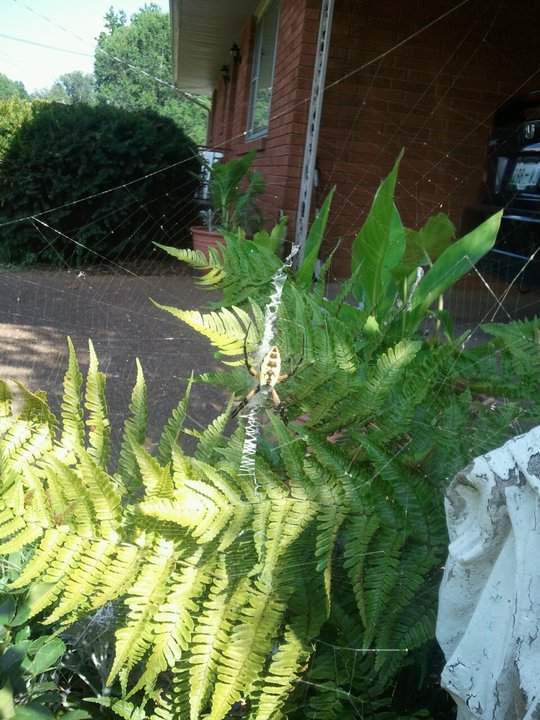 Argiope Spider aka Banana Spider