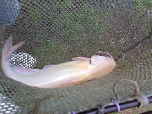 Albino Catfish