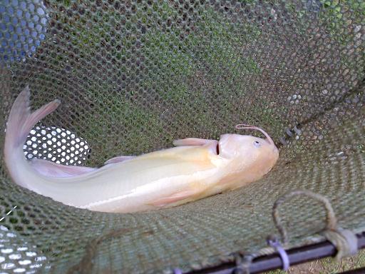 Albino Catfish