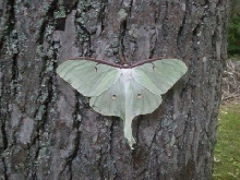 Luna Moth