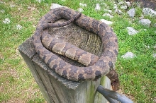 unknown species found dead in yard