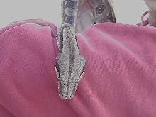top of head