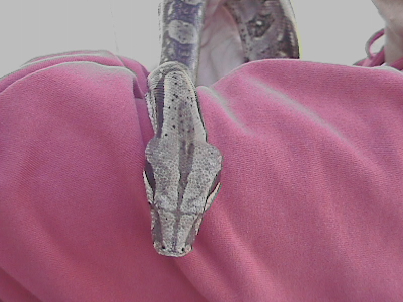 top of head