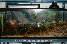 paludarium