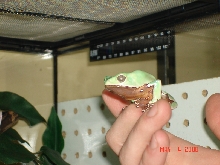 Giant waxy monkey tree frog