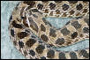 hognose close-up