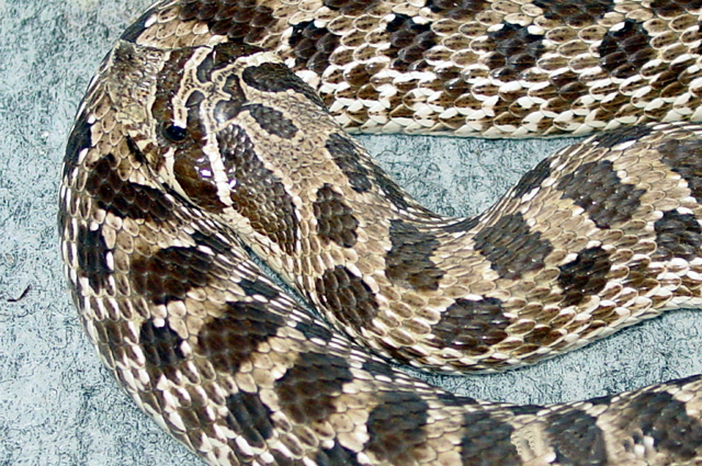 hognose close-up