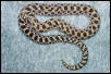 western hognose