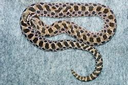 western hognose