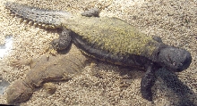 Mali male