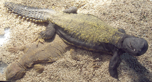 Mali male