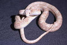 possible hybino texas rat