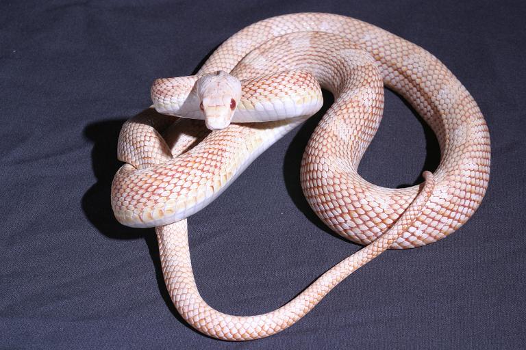possible hybino texas rat