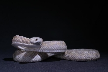 lavender texas rat