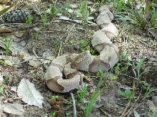 southern copperhead