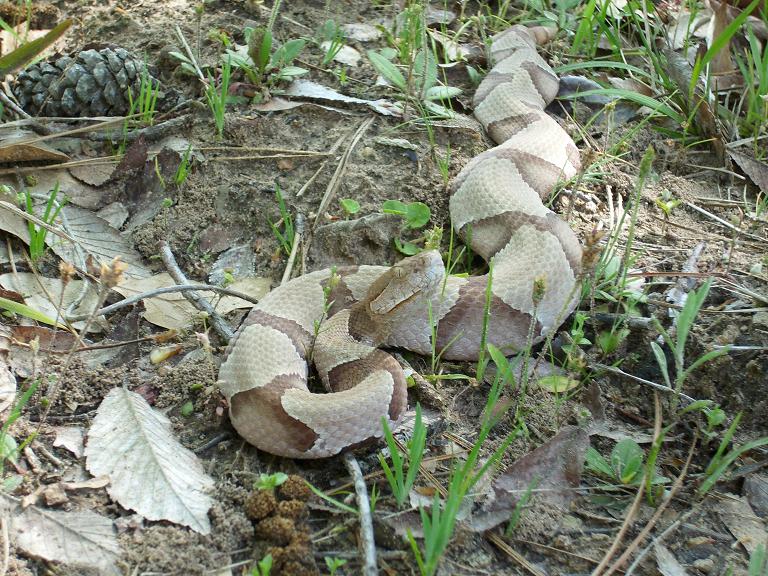 southern copperhead