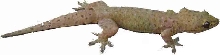 Unknown Reptile