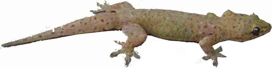 Unknown Reptile