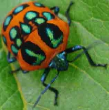 Yunnan Bug