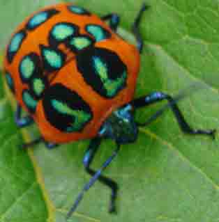 Yunnan Bug
