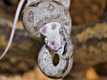 Little female