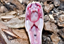 Male