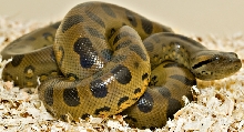 Female was born december 2007