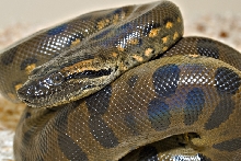 Male was born december 2007
