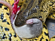 Male yellow anaconda