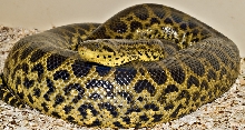 Female yellow anaconda