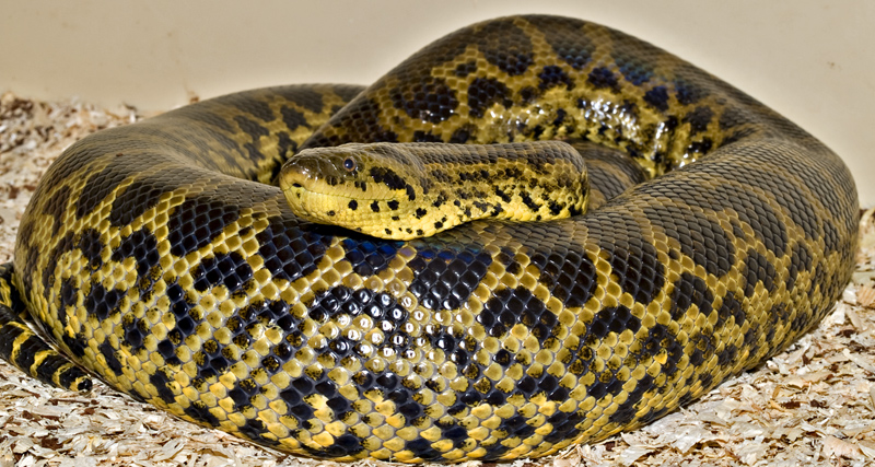 Female yellow anaconda