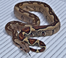 Jungle female