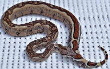 Jungle female