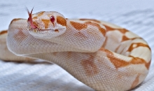 Sunglow female