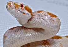 Sunglow female